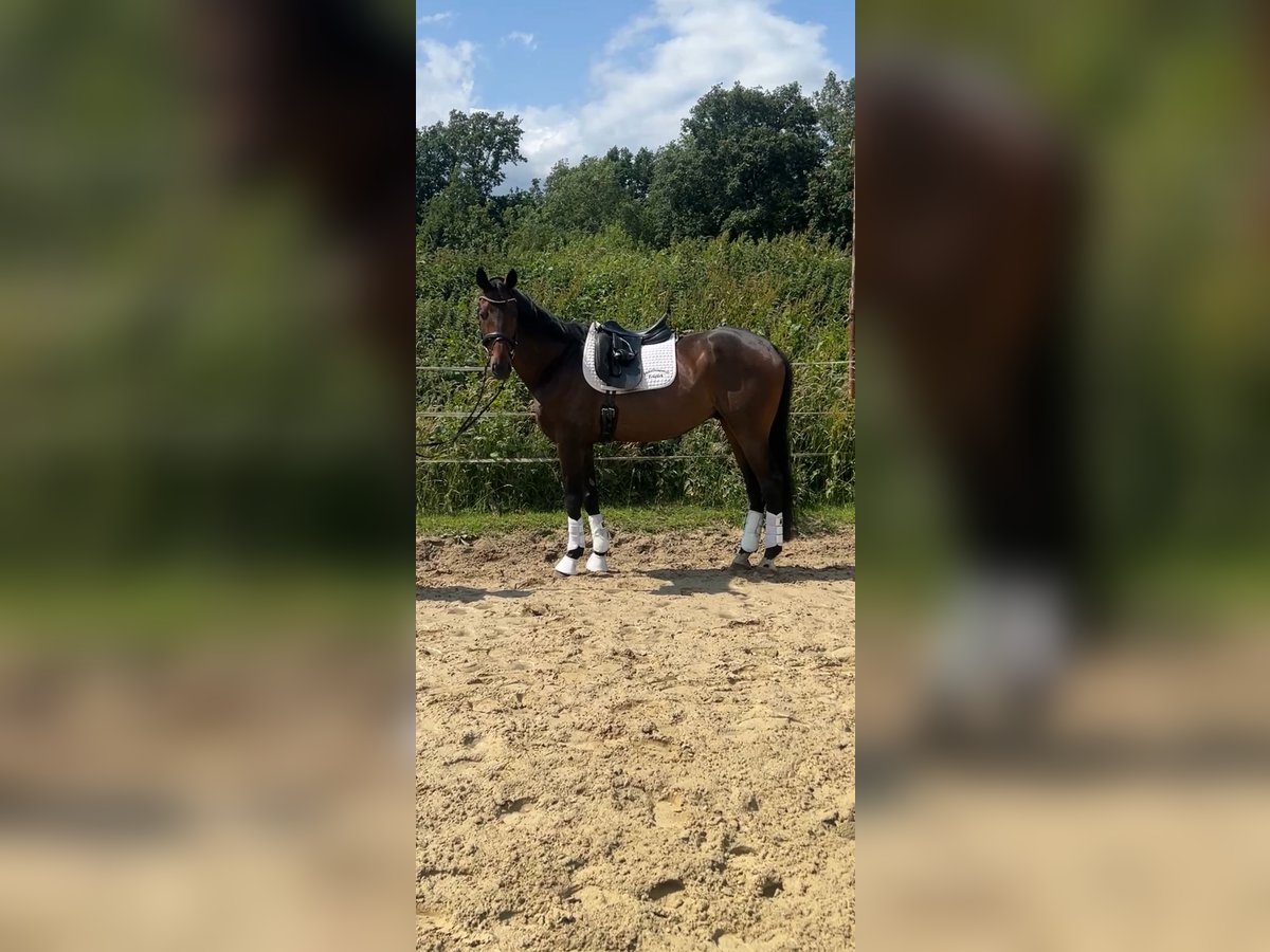 Koń oldenburski Wałach 8 lat 168 cm Ciemnogniada in H&#xFC;nxe