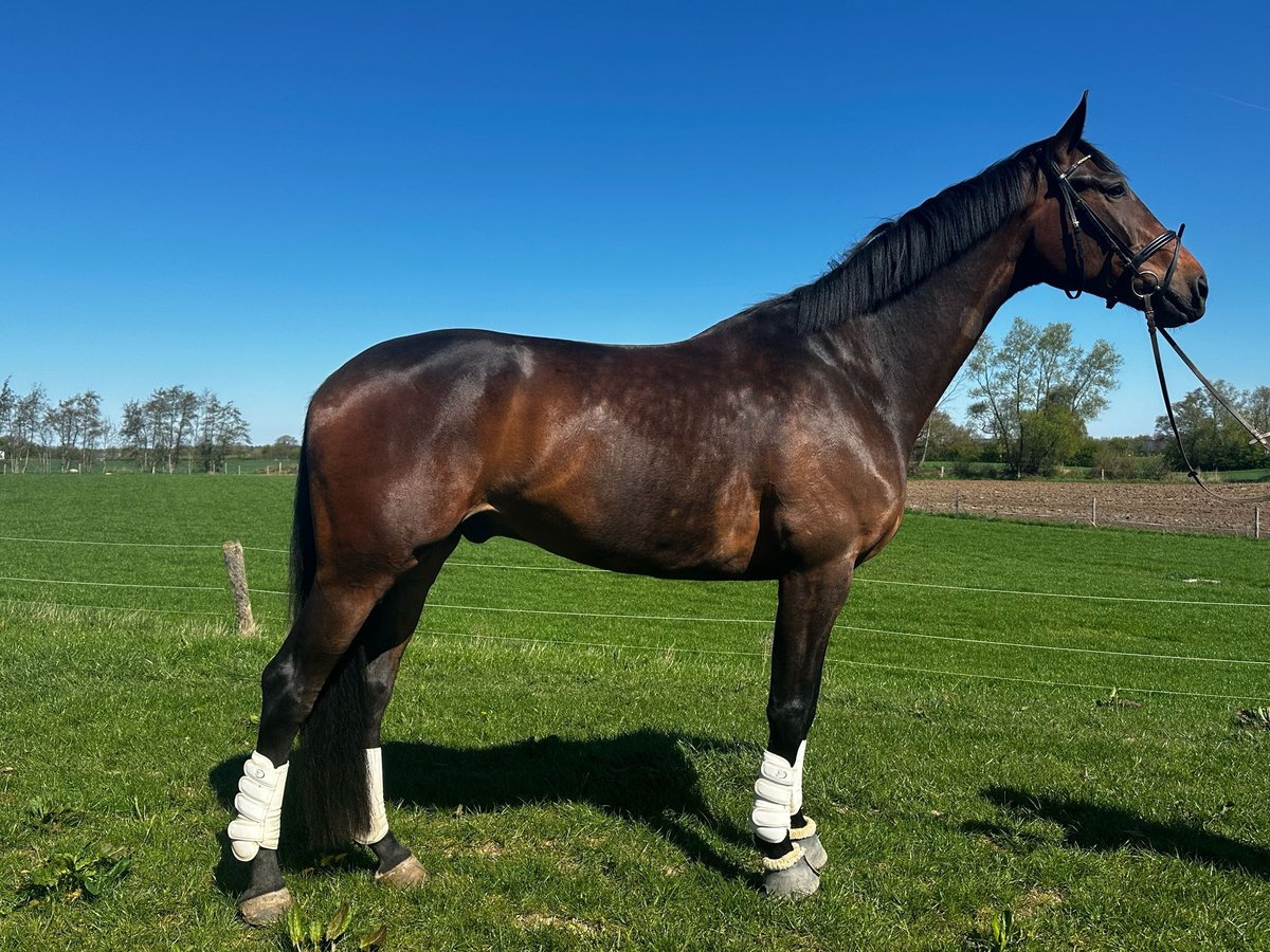 Koń oldenburski Wałach 8 lat 186 cm Gniada in Kiel