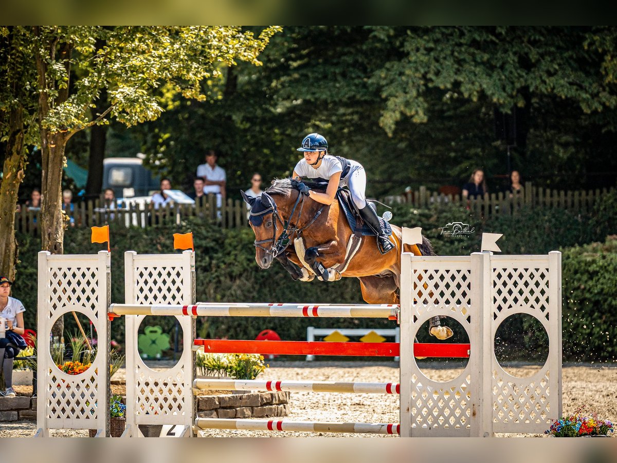 Koń oldenburski Wałach 9 lat 162 cm Gniada in K&#xF6;ln