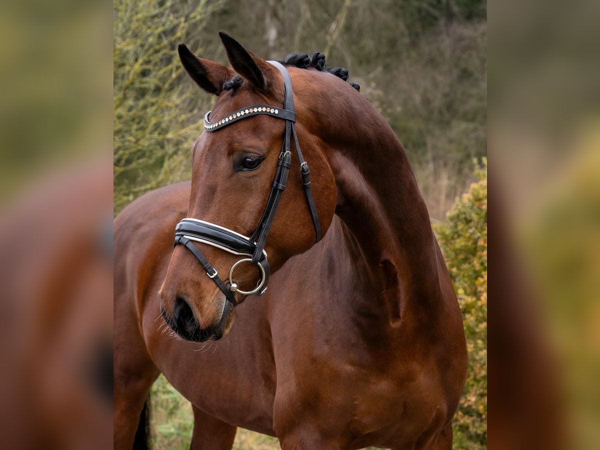 Koń oldenburski Wałach 9 lat 170 cm Gniada in Fuhlendorf