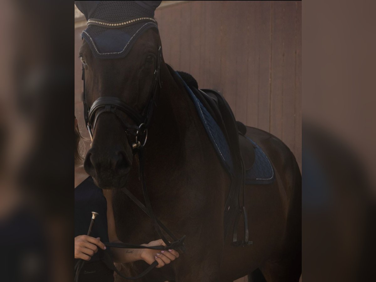 Koń oldenburski Wałach 9 lat 180 cm Ciemnogniada in Elsdorf