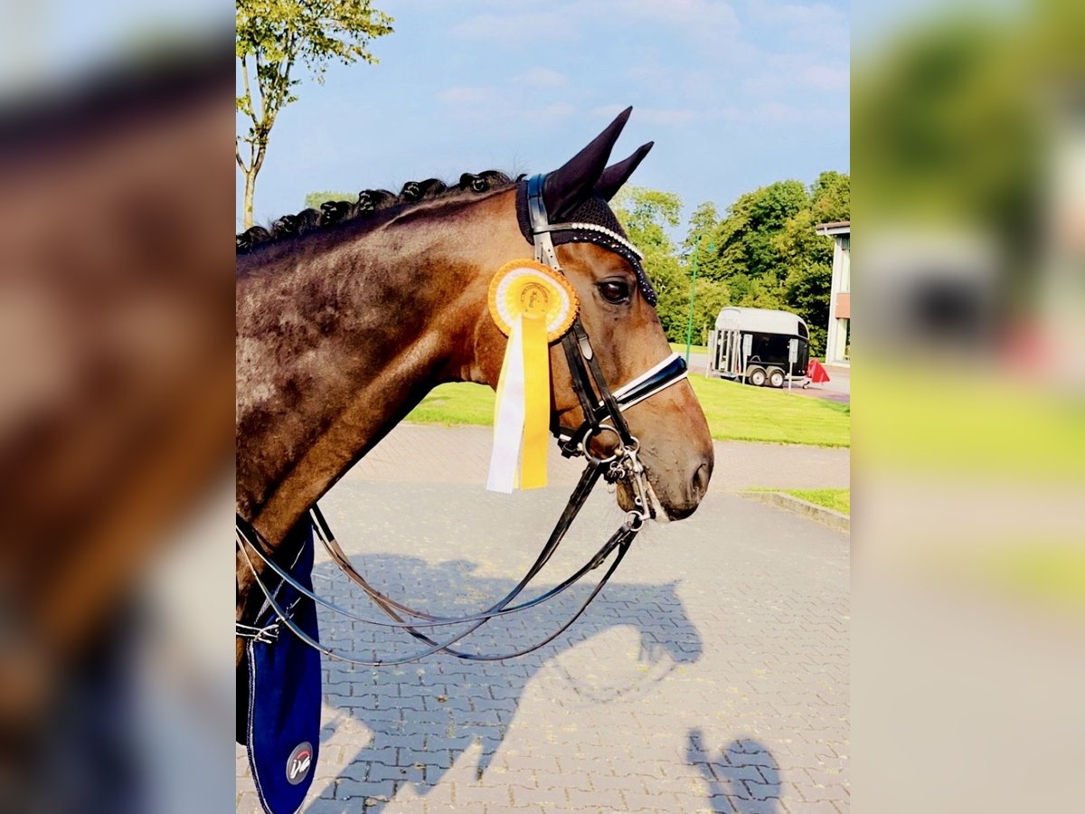 Koń oldenburski Wałach 10 lat 168 cm Ciemnogniada in Cloppenburg