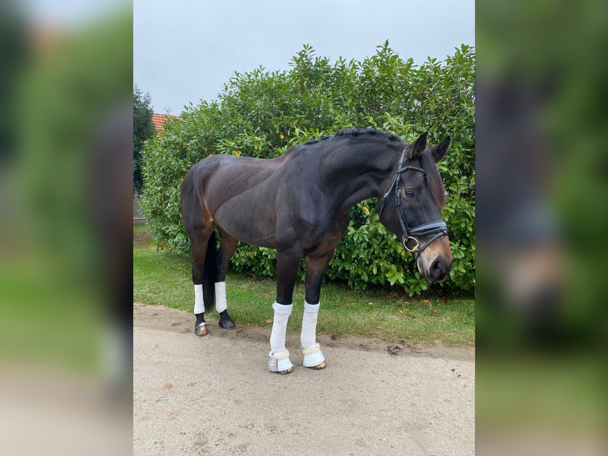 Koń oldenburski Wałach 10 lat 168 cm Ciemnogniada in Oyten