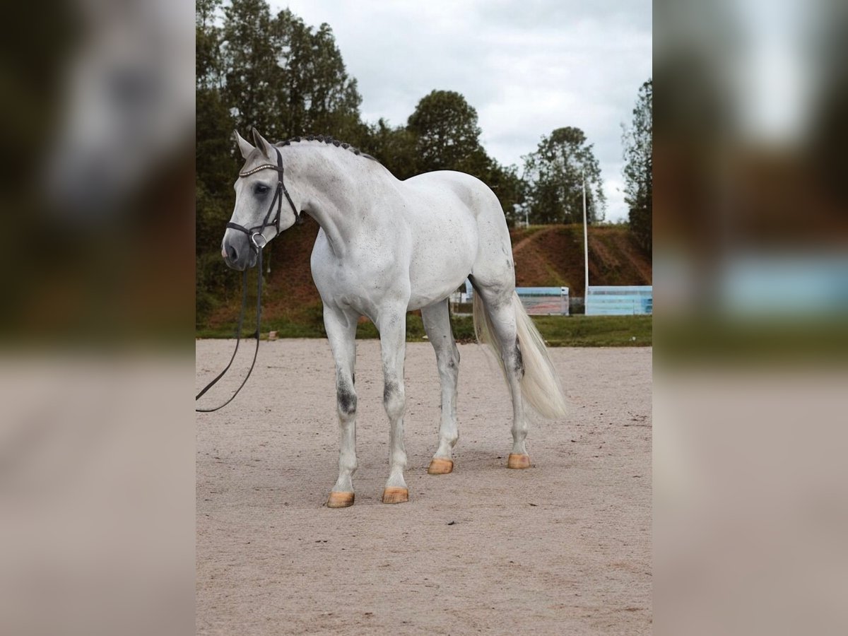 Koń oldenburski Wałach 10 lat 173 cm Siwa in Baracs