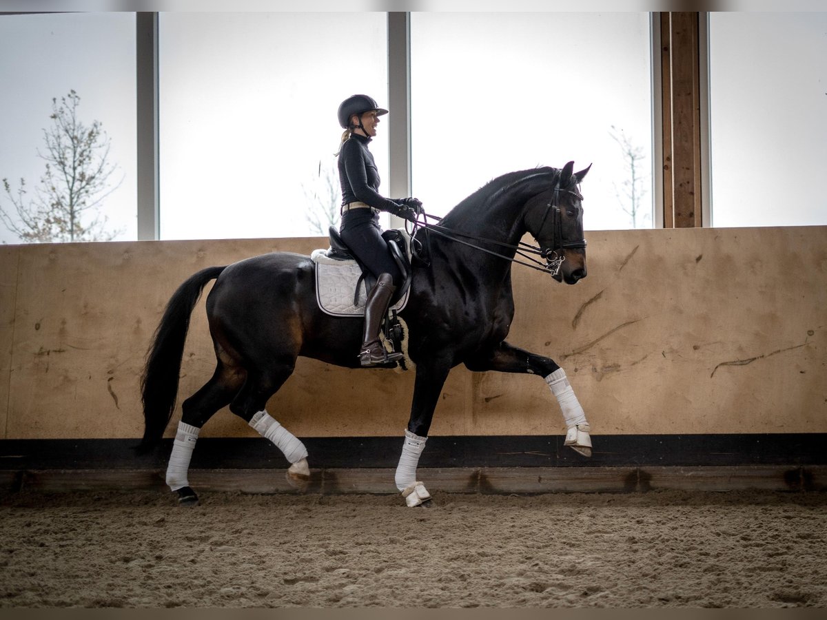 Koń oldenburski Wałach 10 lat 180 cm Ciemnogniada in Moorrege