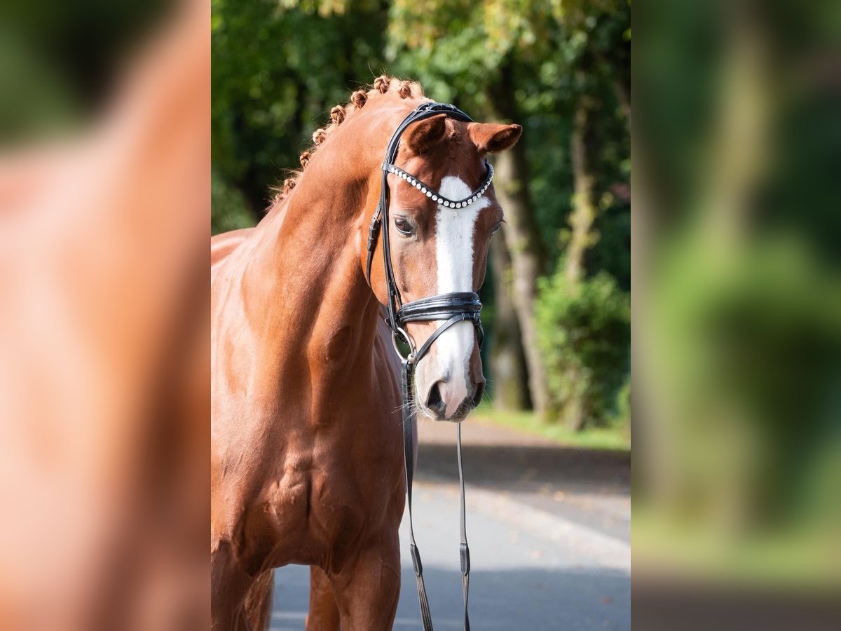 Koń oldenburski Wałach 11 lat 172 cm Kasztanowata in Ganderkesee