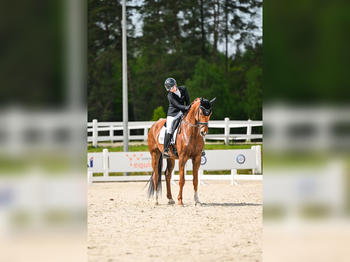 Koń oldenburski Wałach 11 lat 175 cm Kasztanowata in Sopot