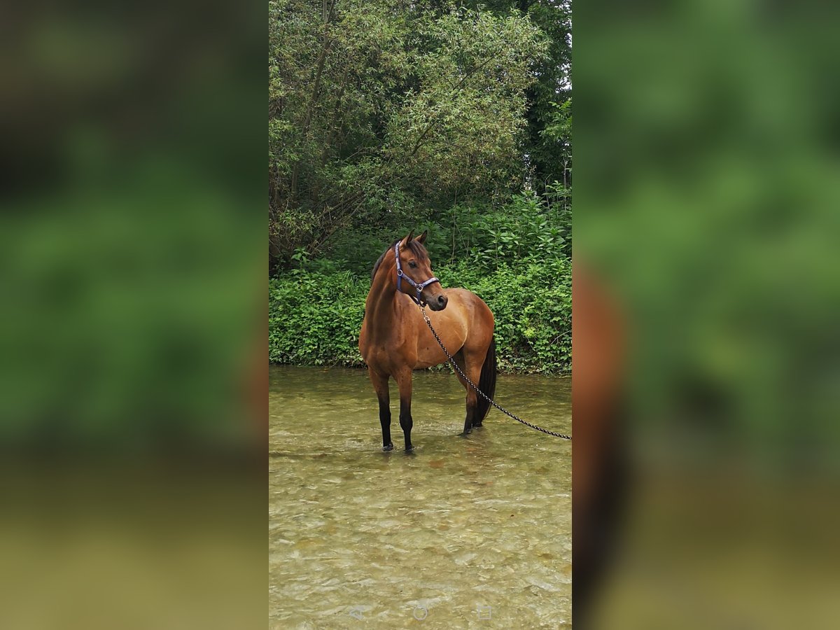 Koń oldenburski Wałach 12 lat 165 cm Gniada in Felixdorf