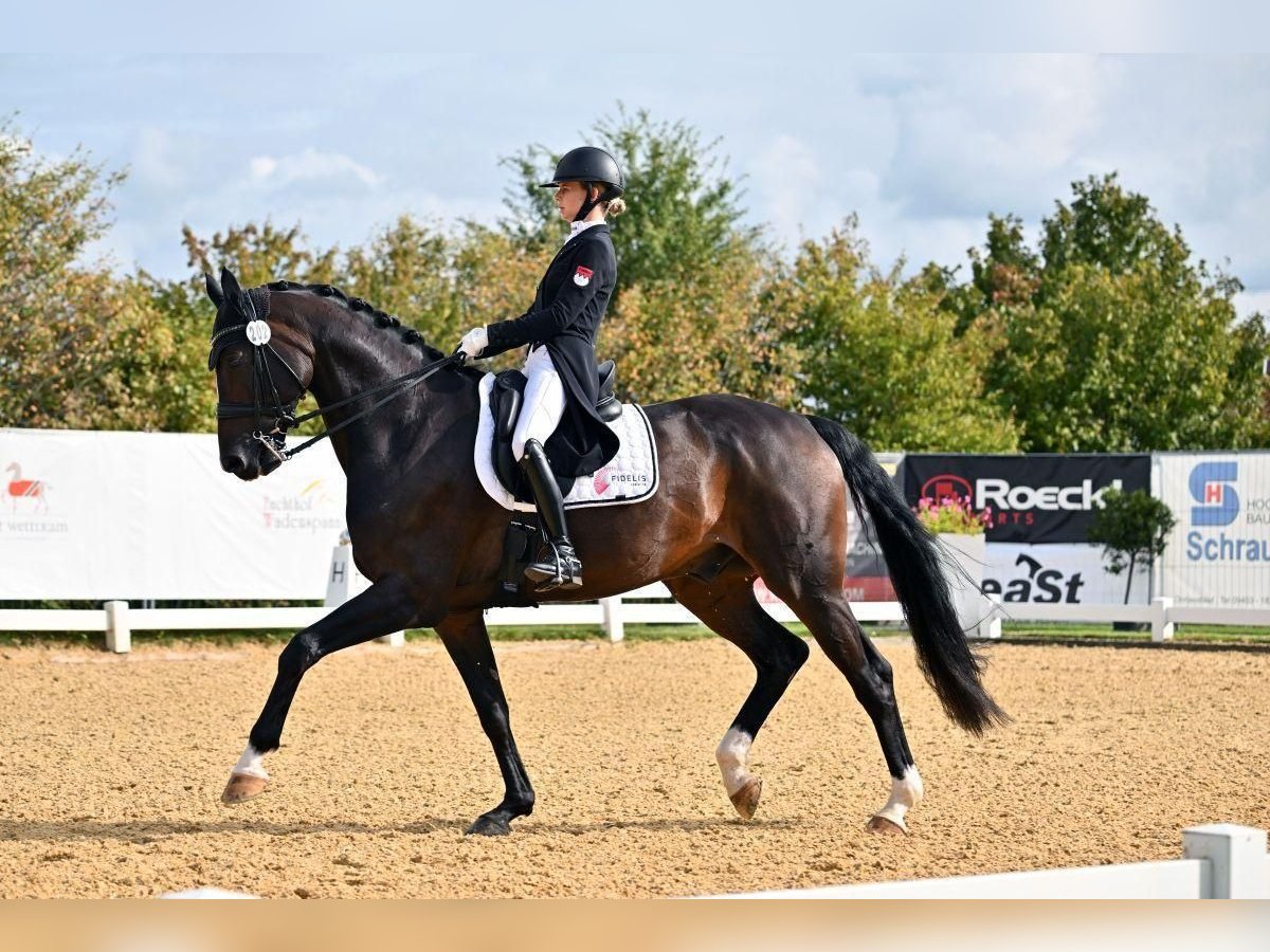 Koń oldenburski Wałach 12 lat 169 cm Ciemnogniada in Münchberg