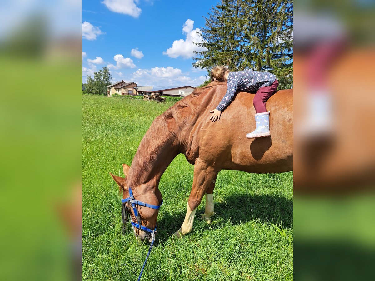 Koń oldenburski Wałach 12 lat 170 cm Kasztanowata in Groß-Umstadt