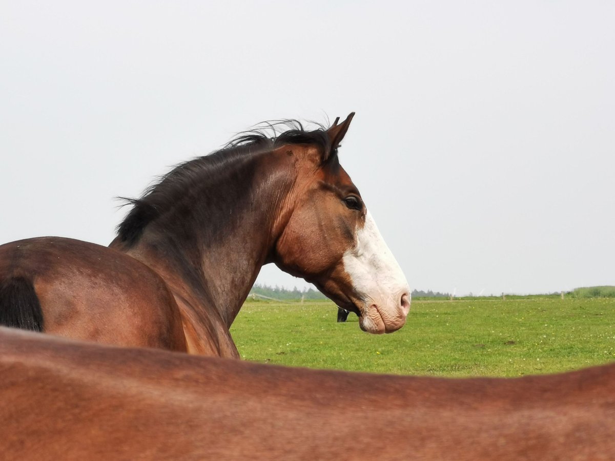 Koń oldenburski Wałach 12 lat 174 cm Gniada in Geestland