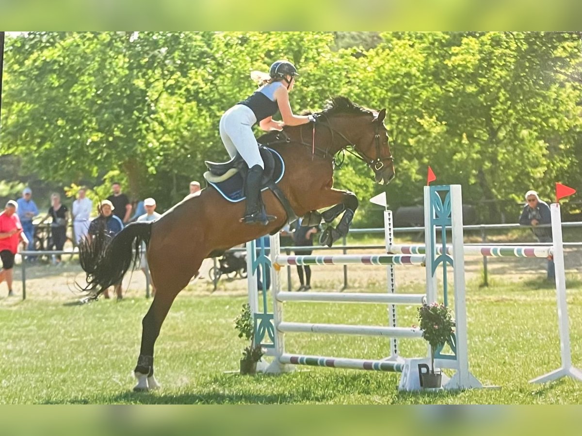 Koń oldenburski Wałach 13 lat 173 cm Gniada in Clenze