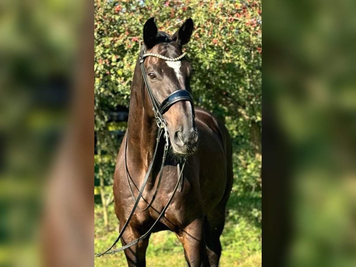 Koń oldenburski Wałach 13 lat 180 cm Gniada in Lippetal