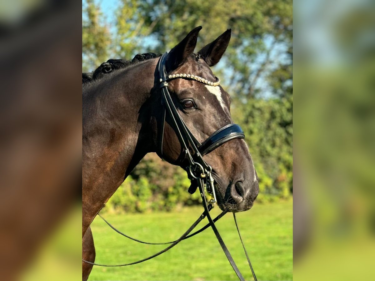 Koń oldenburski Wałach 13 lat 180 cm Gniada in Lippetal