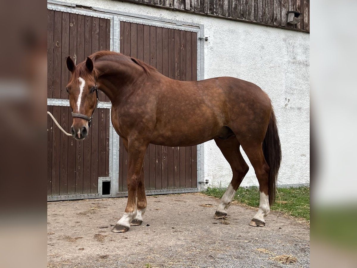 Koń oldenburski Wałach 13 lat 180 cm Kasztanowata in Lübtheen