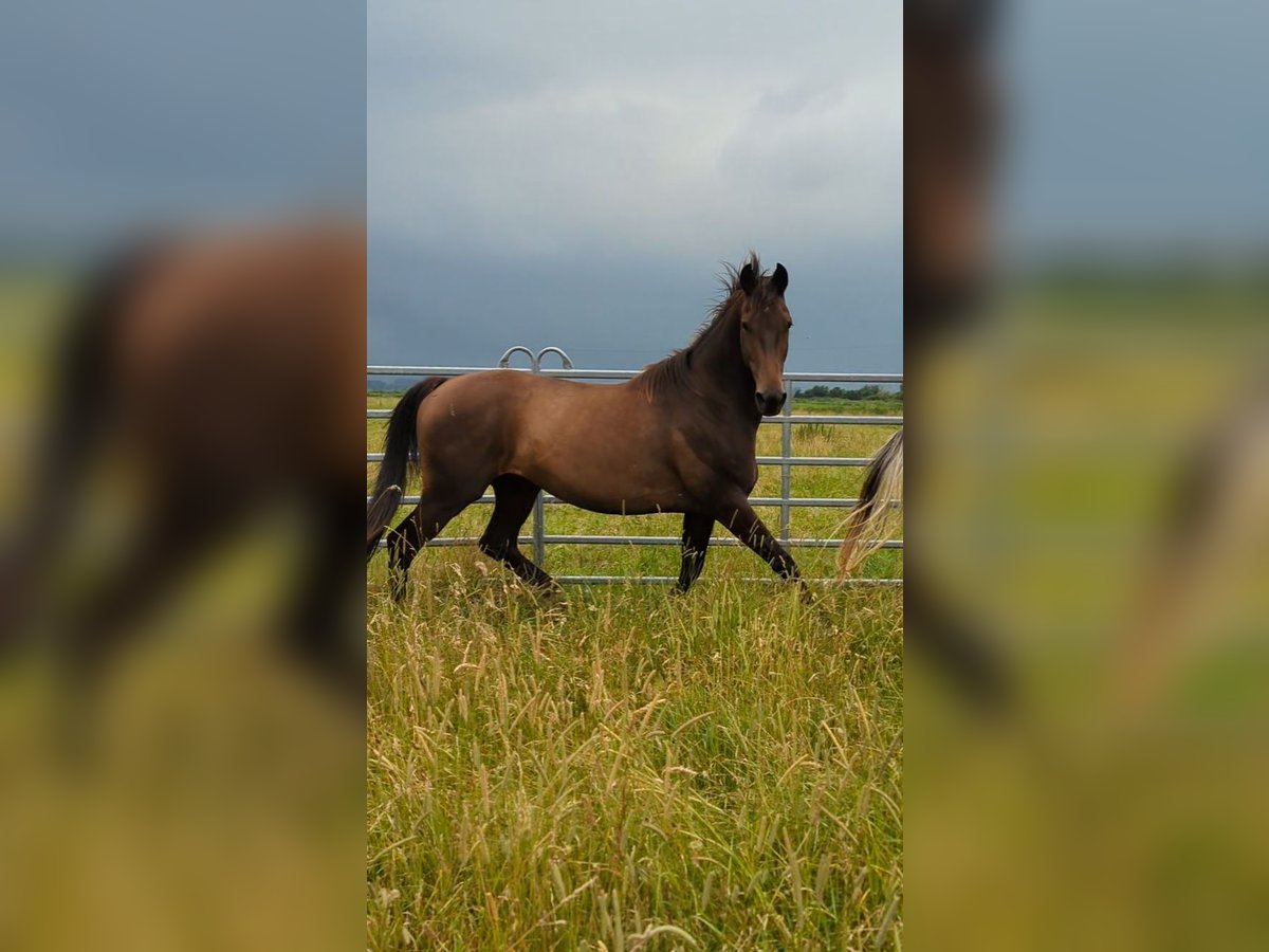 Koń oldenburski Wałach 14 lat 163 cm Ciemnogniada in Usedom