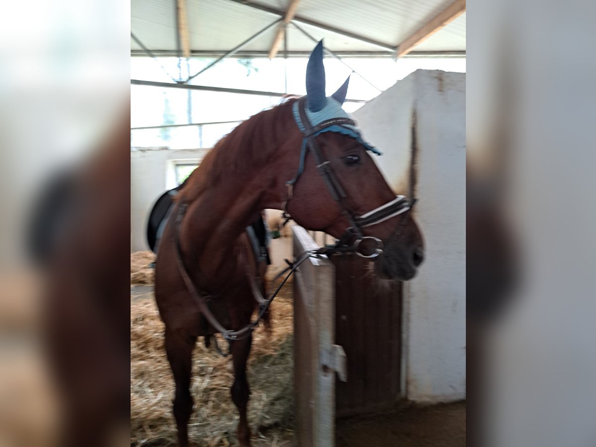 Koń oldenburski Wałach 14 lat 172 cm Kasztanowata in Riedenthal