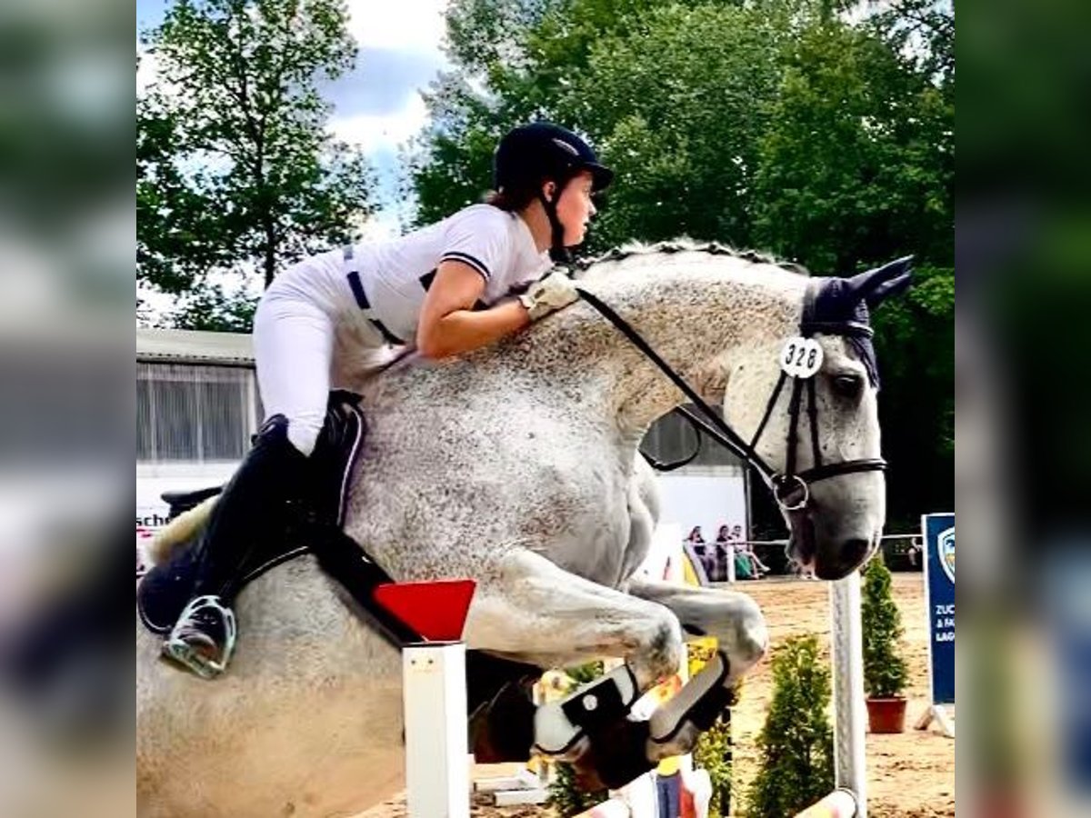 Koń oldenburski Wałach 14 lat 175 cm Siwa w hreczce in Steinhagen