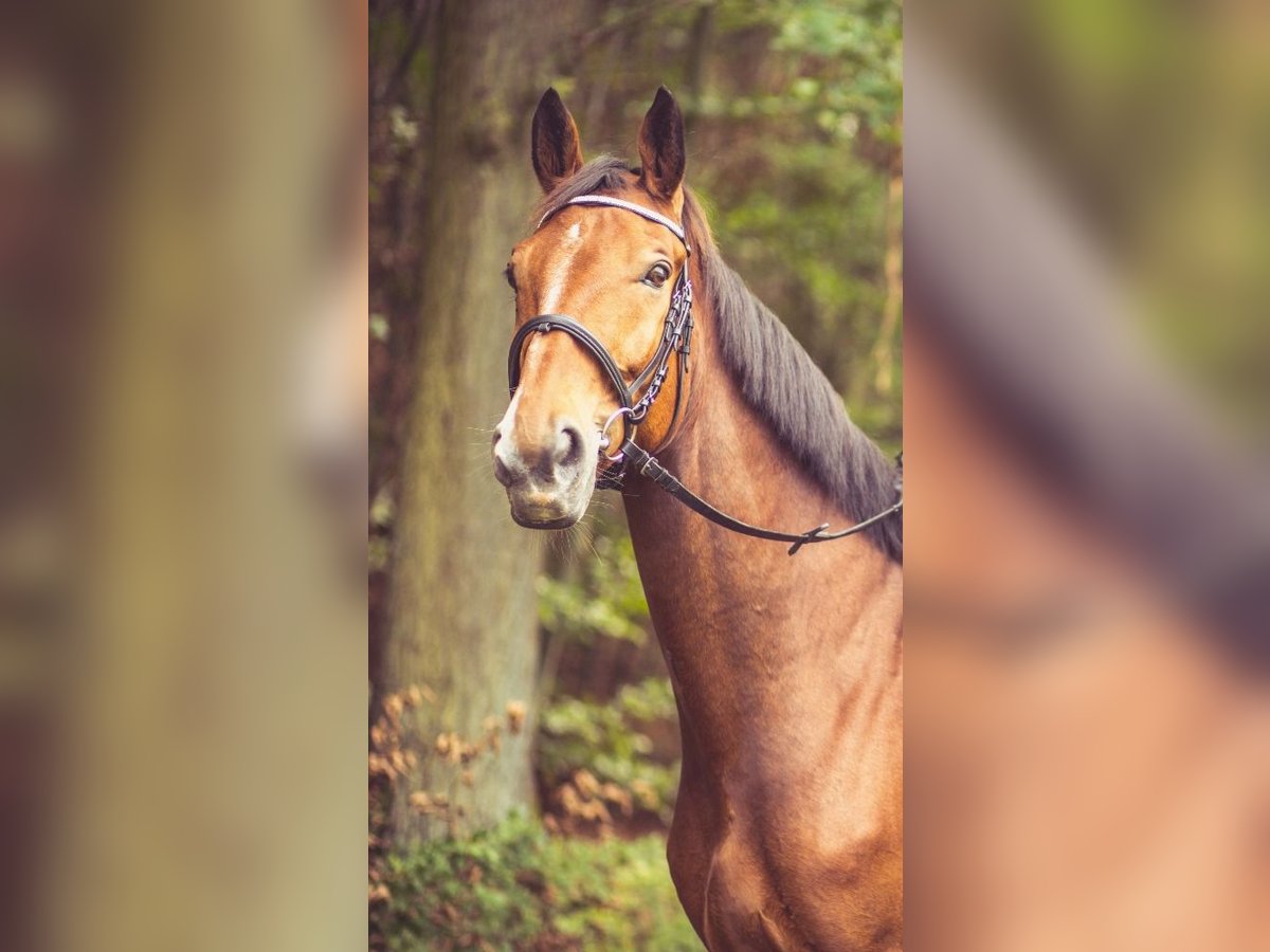 Koń oldenburski Wałach 15 lat 170 cm Gniada in Homberg (Ohm)