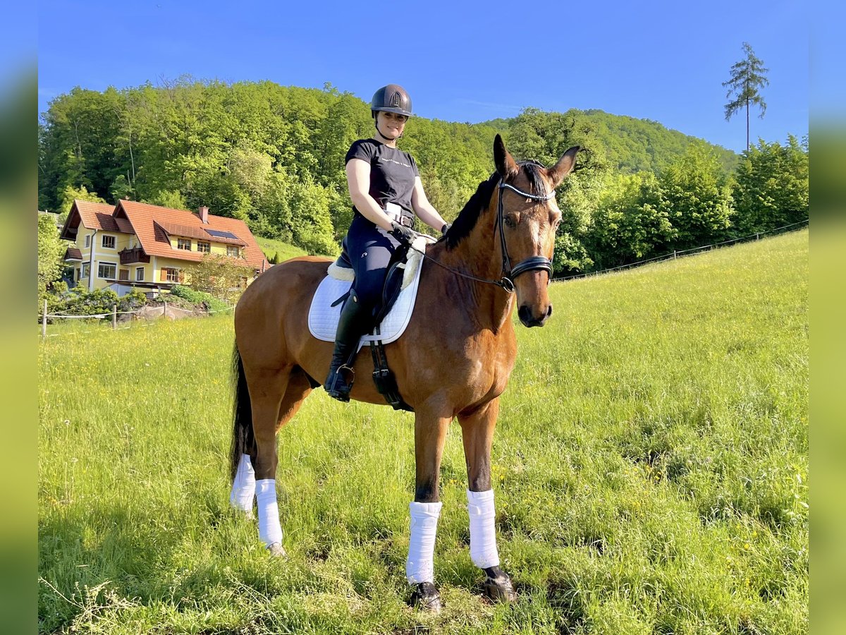 Koń oldenburski Wałach 15 lat 174 cm Gniada in Hitzendorf