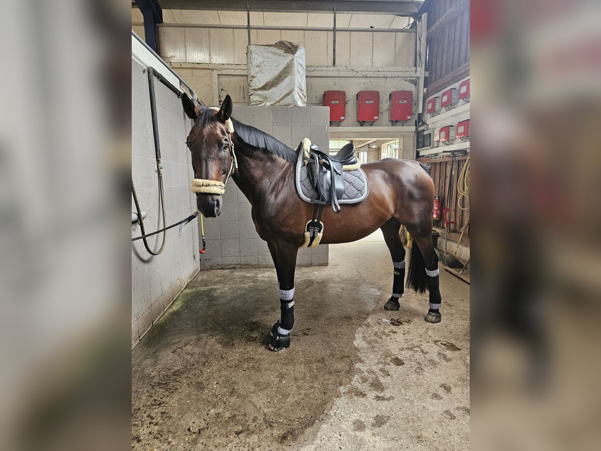 Koń oldenburski Wałach 17 lat 172 cm Jasnogniada in Drentwede