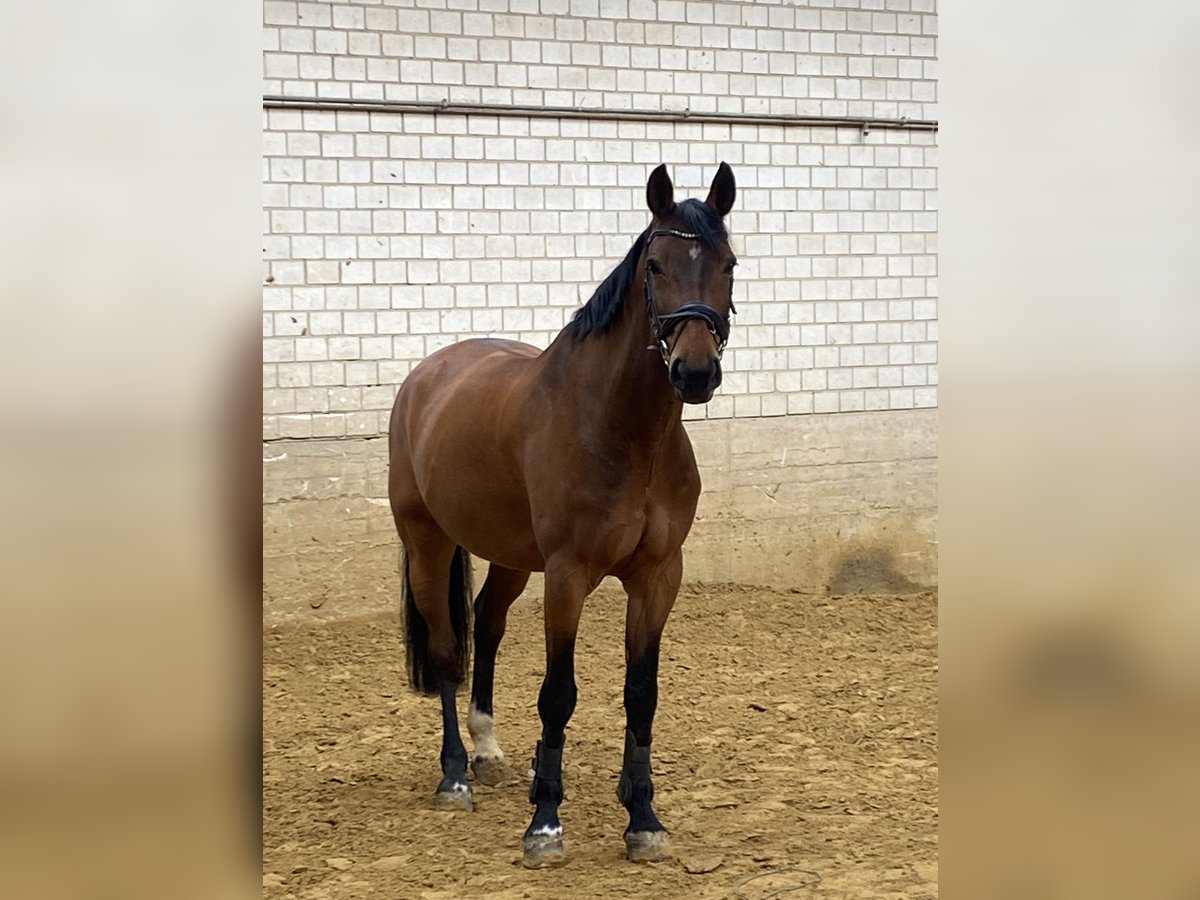 Koń oldenburski Wałach 19 lat 174 cm in Bergisch Gladbach