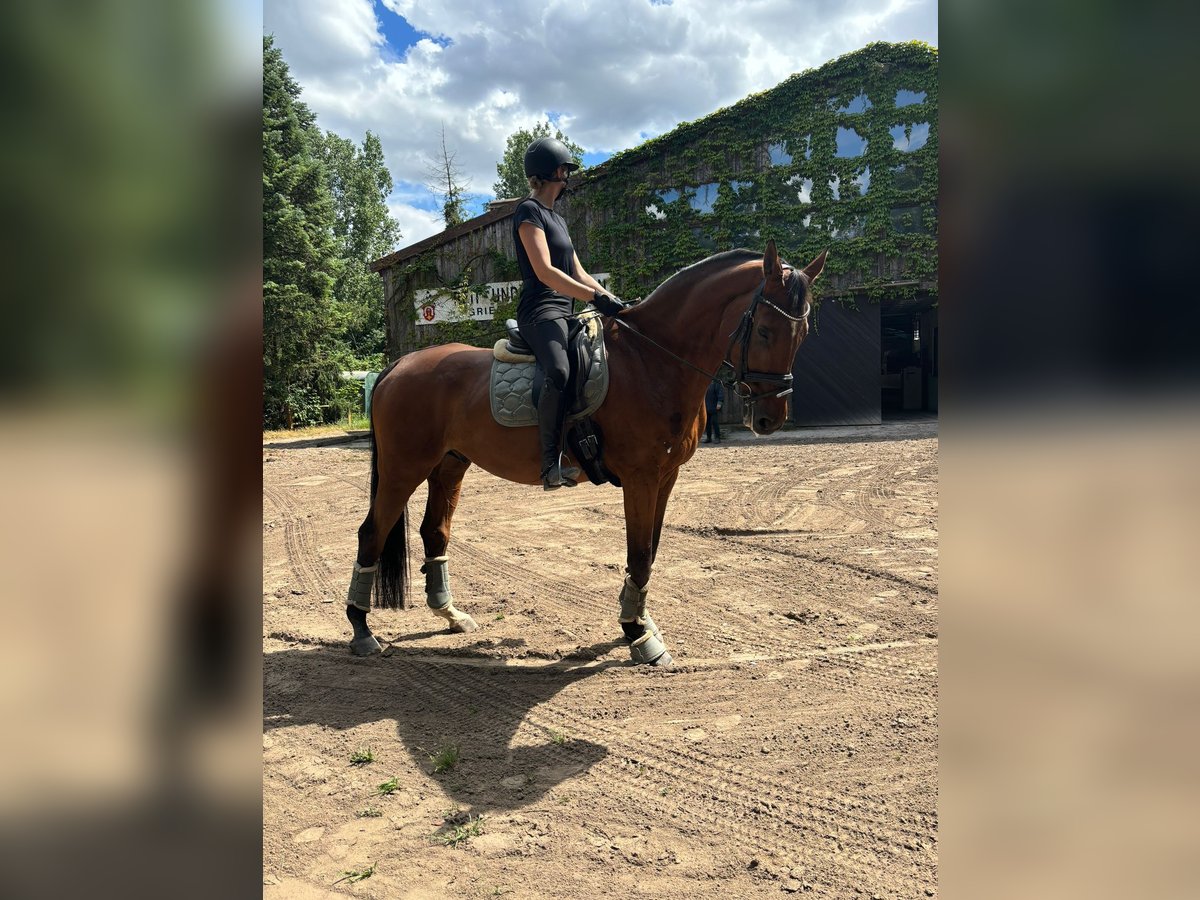 Koń oldenburski Wałach 19 lat 180 cm Gniada in Griesheim