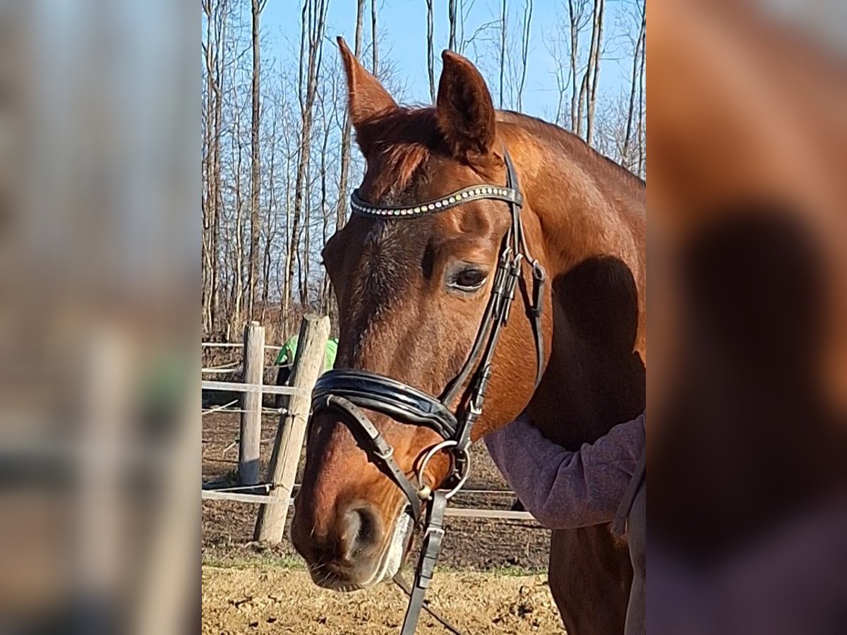 Koń oldenburski Wałach 20 lat 170 cm Kasztanowata in Sankt Georgen am Leithagebirge