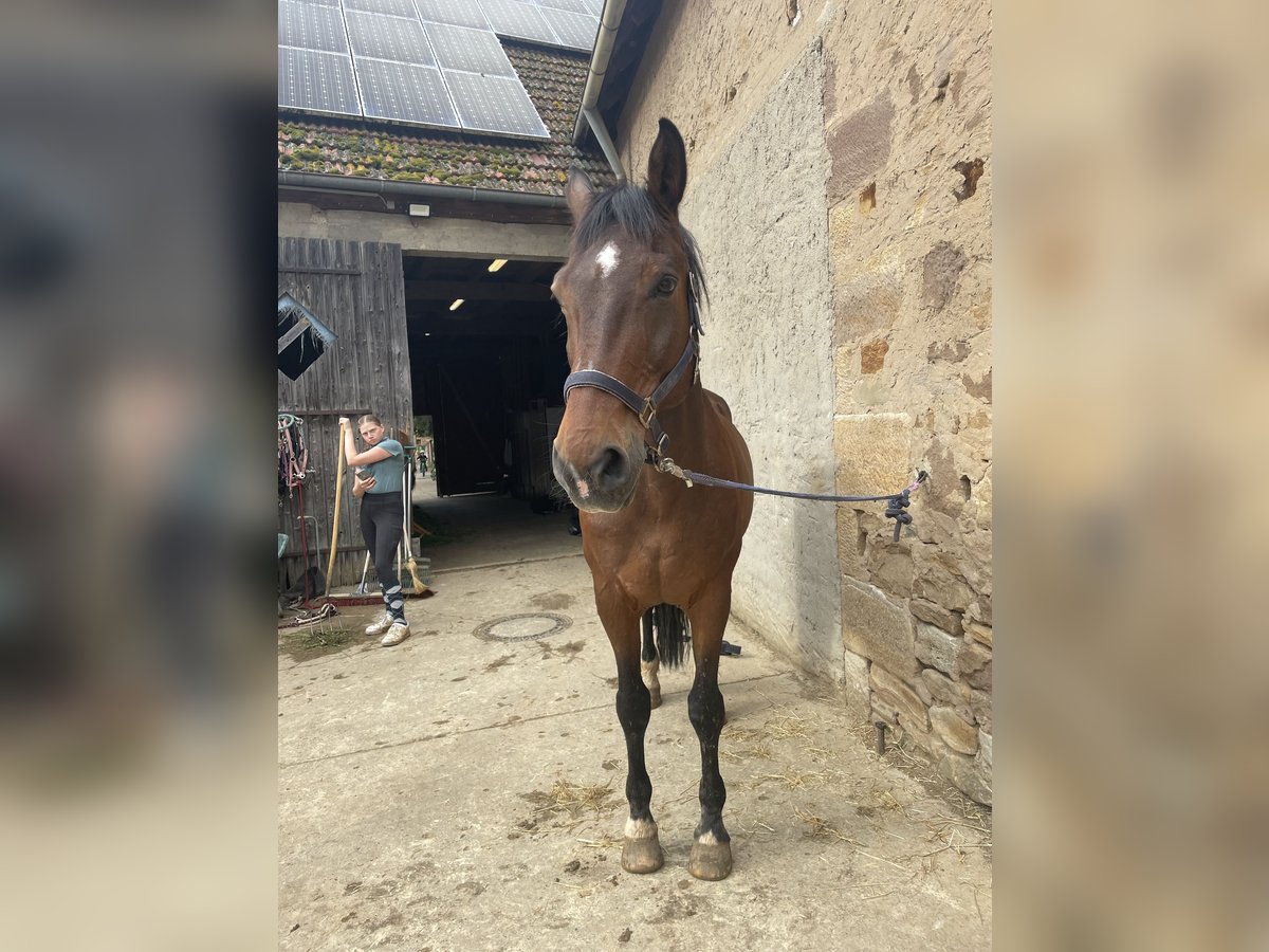 Koń oldenburski Wałach 24 lat 173 cm Gniada in Würzburg