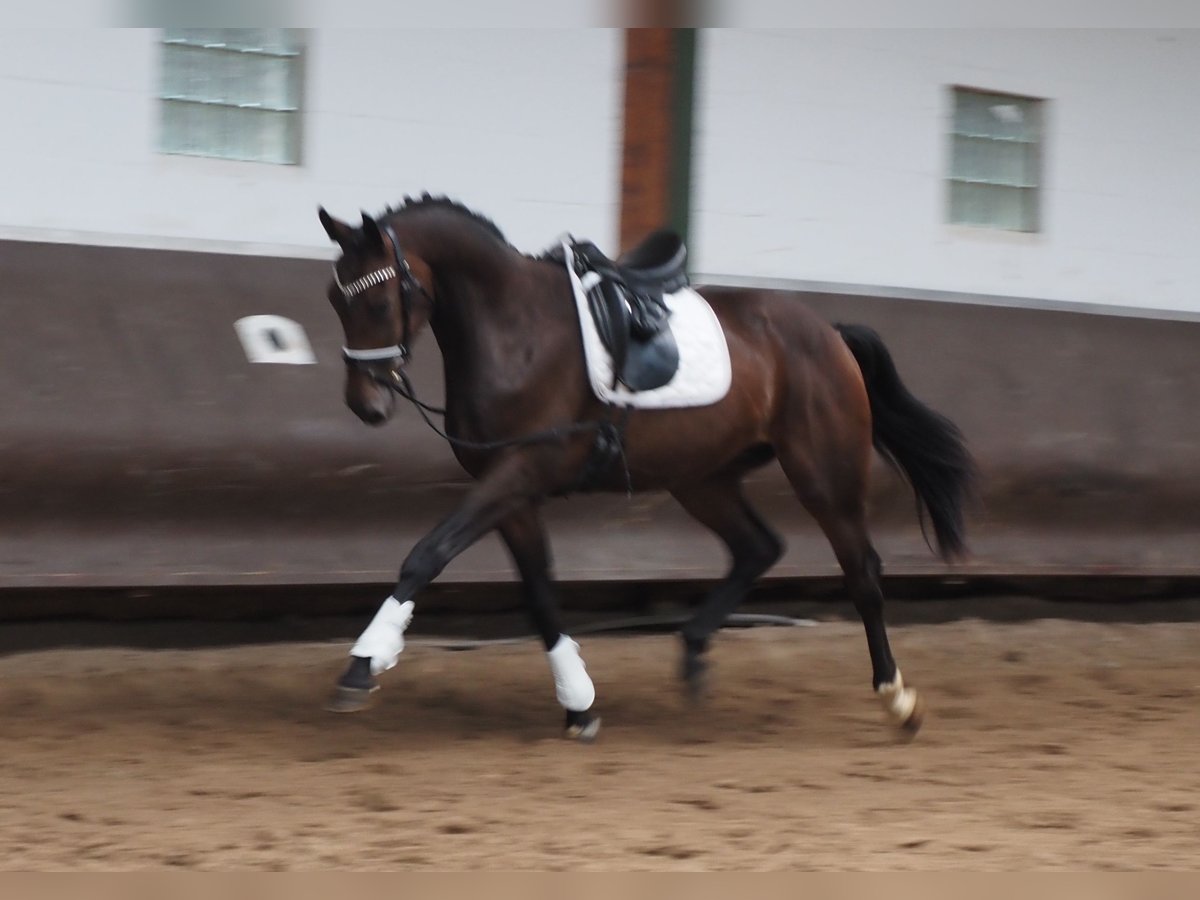 Koń oldenburski Wałach 2 lat 168 cm Ciemnogniada in Bramsche