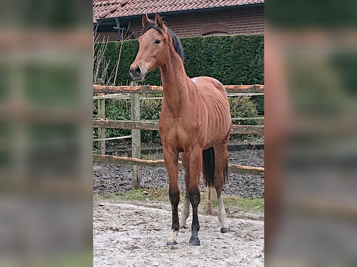 Koń oldenburski Wałach 2 lat Gniada in Damme