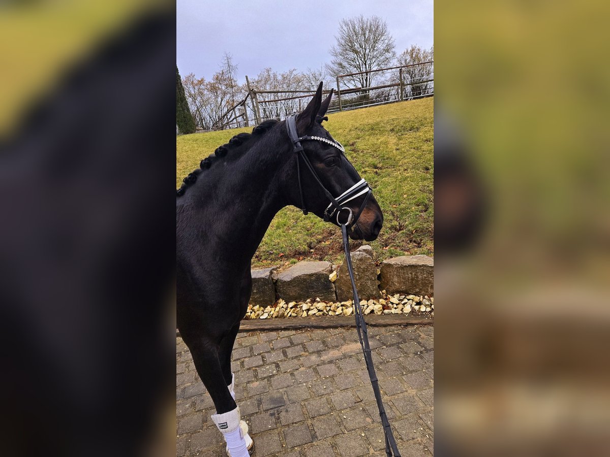 Koń oldenburski Wałach 3 lat 164 cm Ciemnogniada in Röttingen