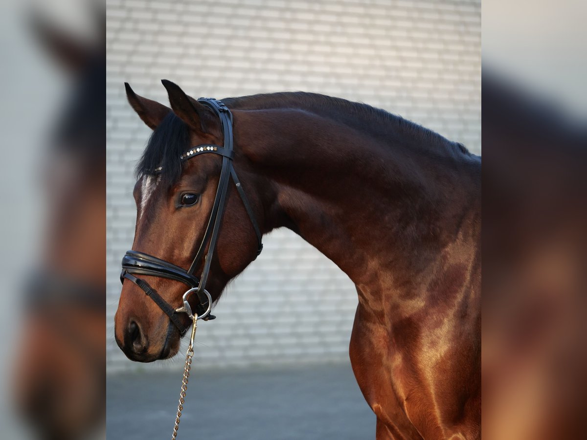 Koń oldenburski Wałach 3 lat 164 cm Gniada in Duisburg