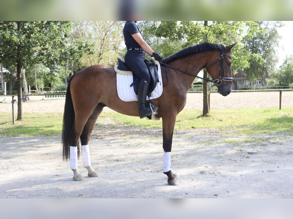 Koń oldenburski Wałach 3 lat 165 cm Gniada in Wingst