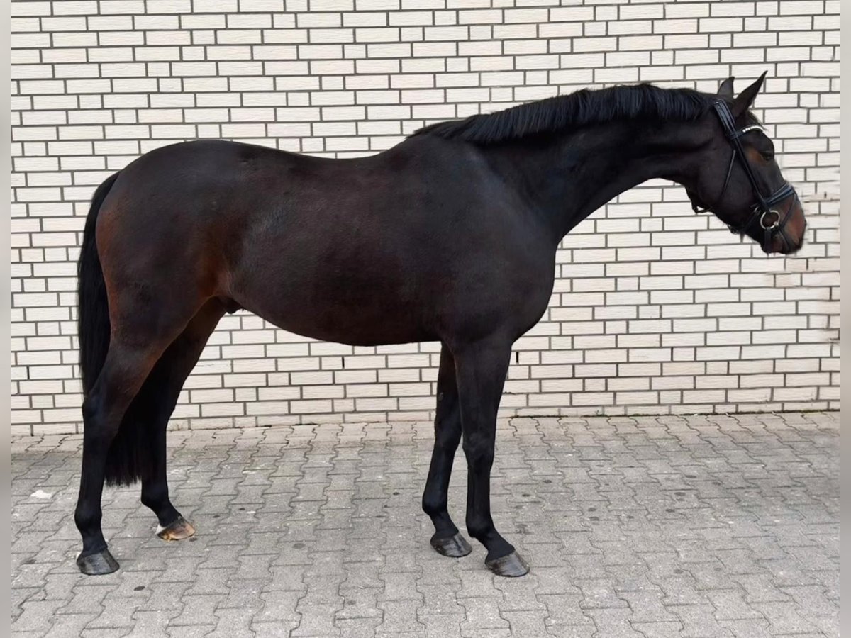 Koń oldenburski Wałach 3 lat 166 cm Ciemnogniada in Duisburg