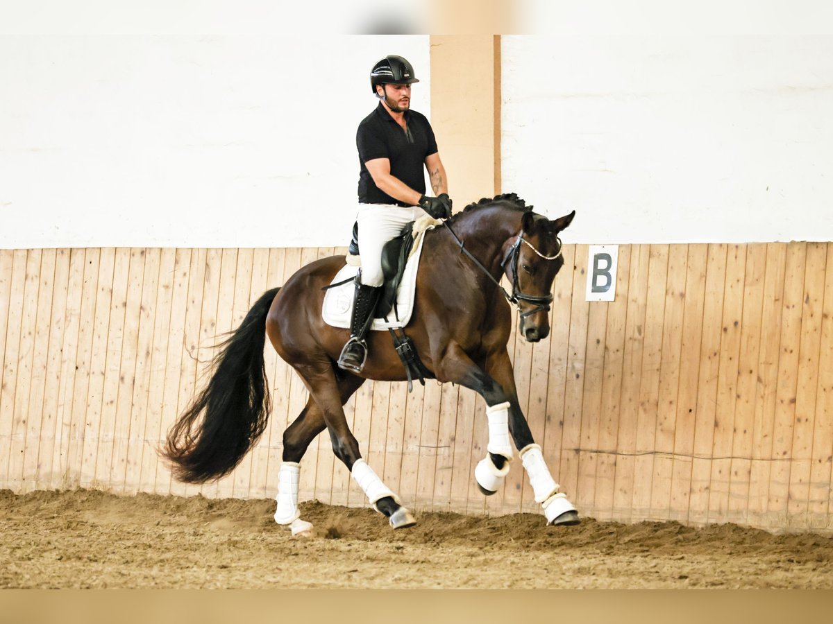 Koń oldenburski Wałach 3 lat 167 cm Ciemnogniada in Baja