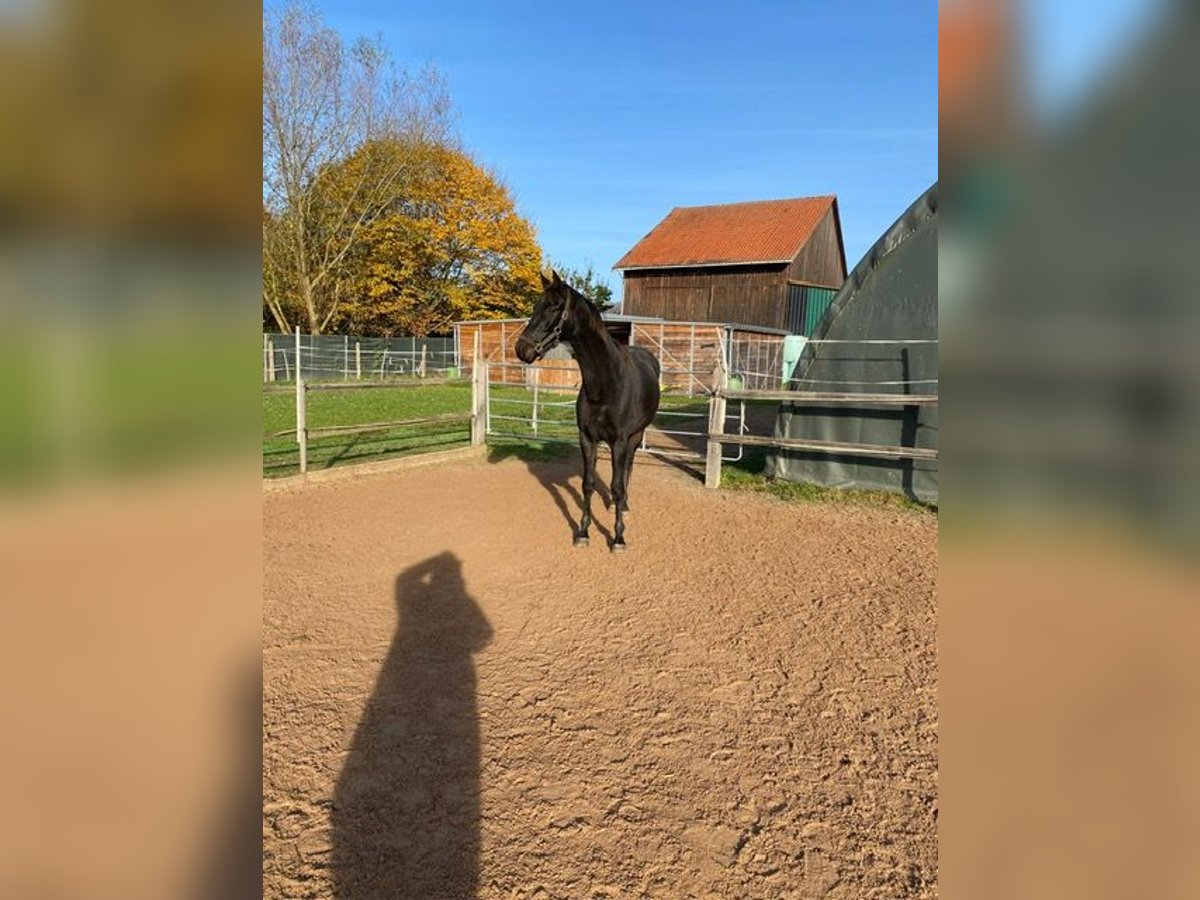 Koń oldenburski Wałach 3 lat 167 cm Skarogniada in Dassel