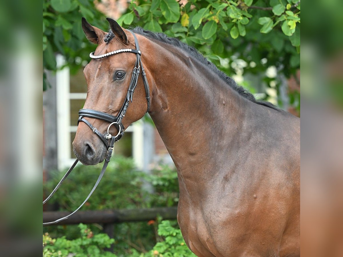 Koń oldenburski Wałach 3 lat 168 cm Gniada in Bad Bevensen