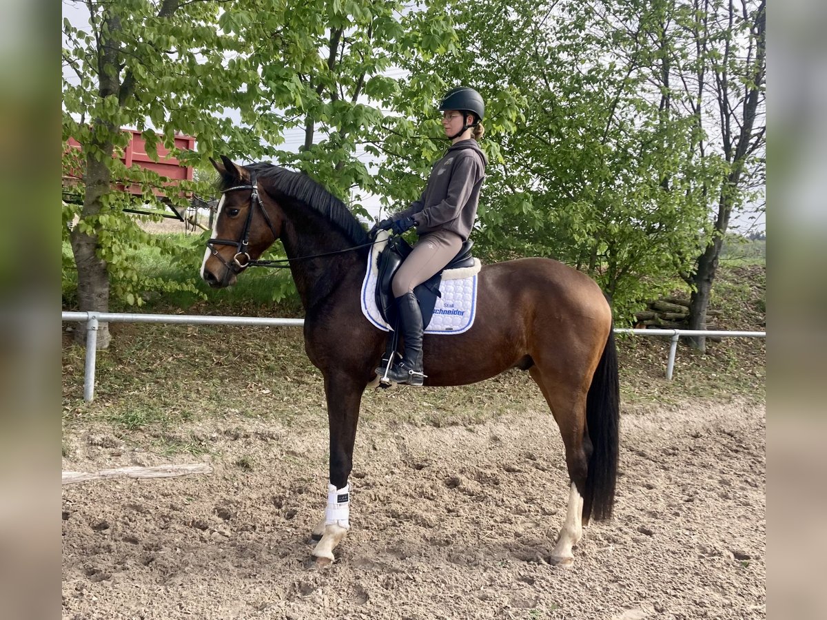 Koń oldenburski Wałach 3 lat 168 cm Gniada in Besigheim