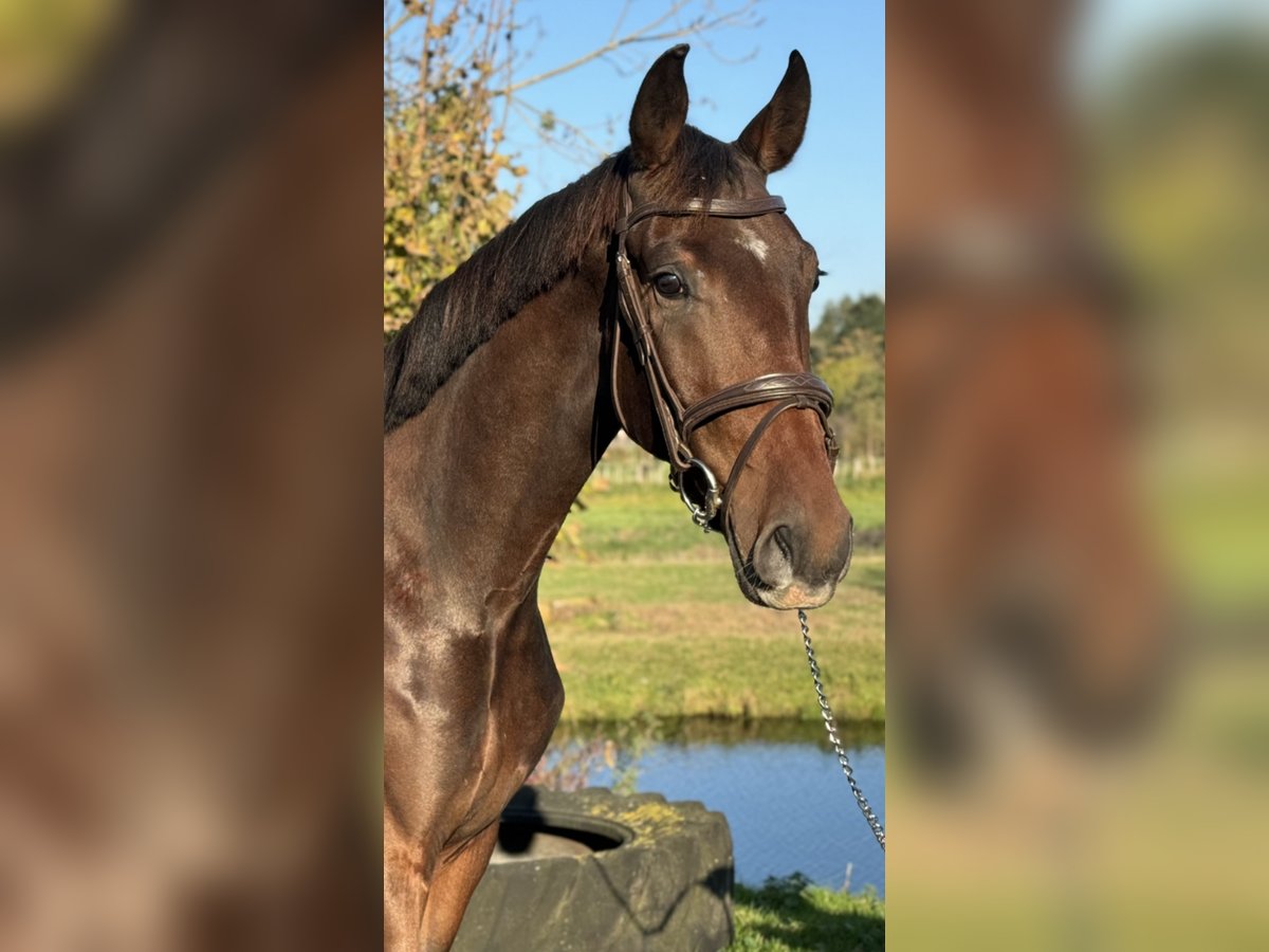 Koń oldenburski Wałach 3 lat 170 cm Ciemnogniada in Leiden