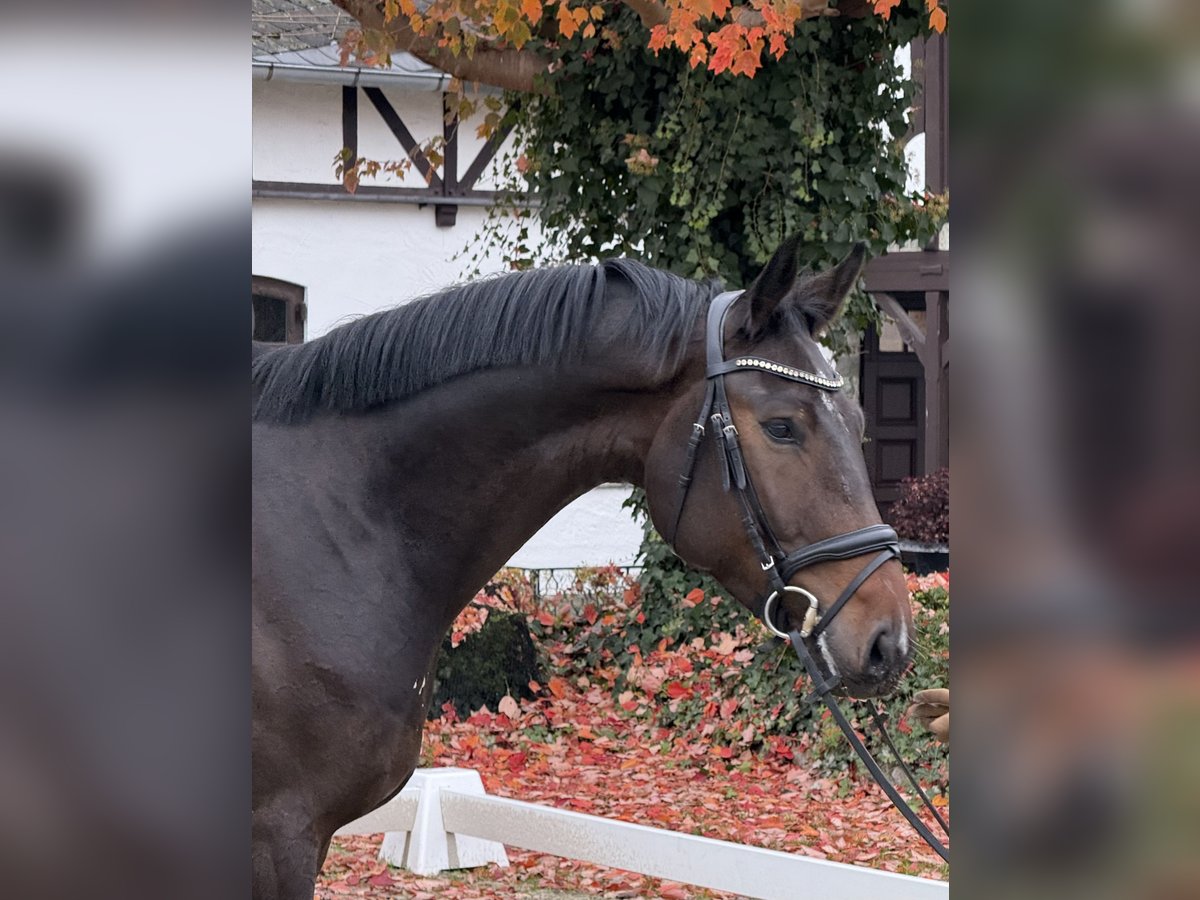 Koń oldenburski Wałach 3 lat 170 cm Gniada in Kronberg im Taunus