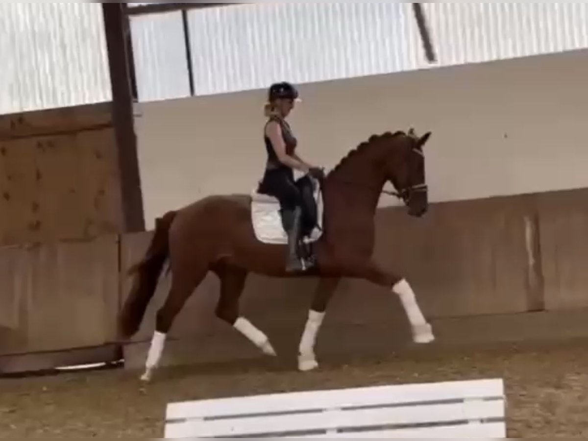 Koń oldenburski Wałach 3 lat 170 cm Kasztanowata in Bielefeld