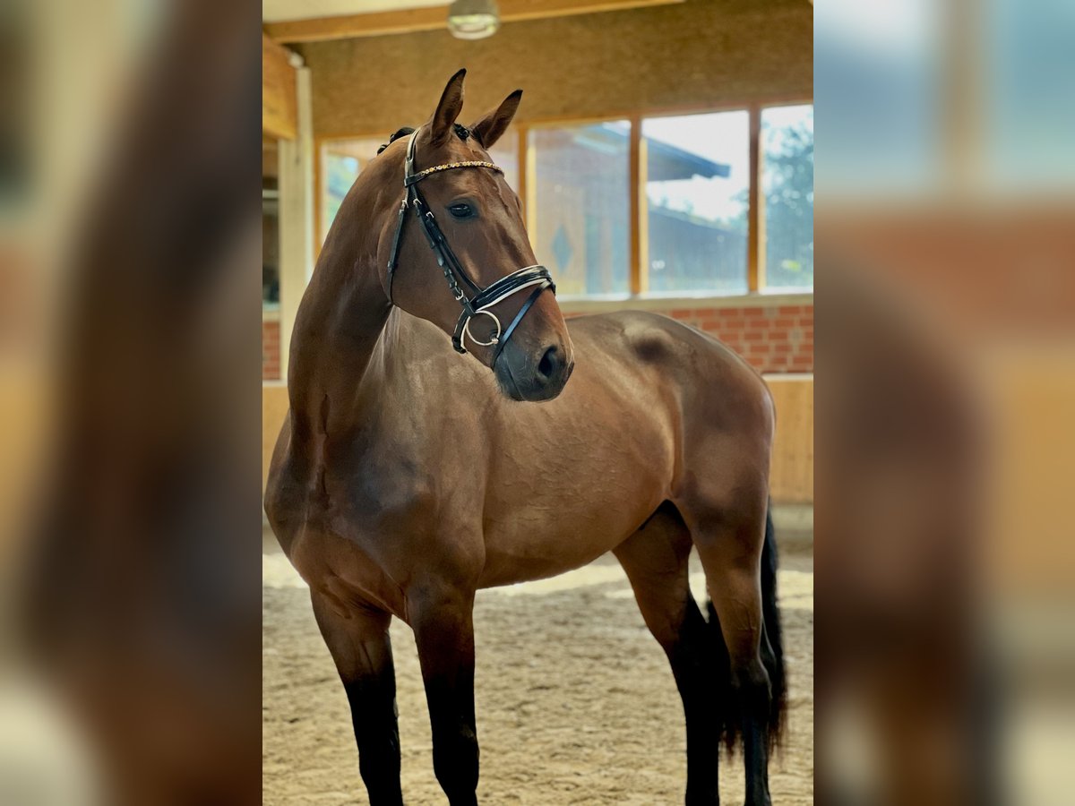 Koń oldenburski Wałach 3 lat 171 cm Gniada in Wallenhorst