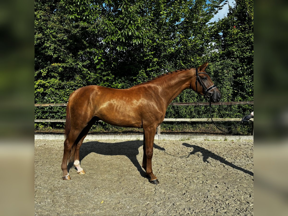 Koń oldenburski Wałach 3 lat 171 cm Kasztanowata in Lohne (Oldenburg)