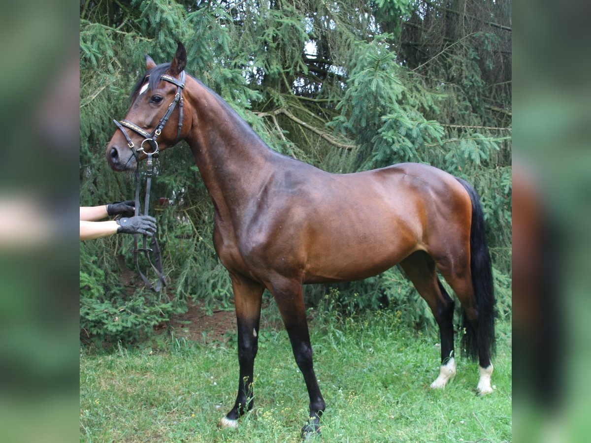 Koń oldenburski Wałach 4 lat 160 cm Gniada in Bad Kreuznach