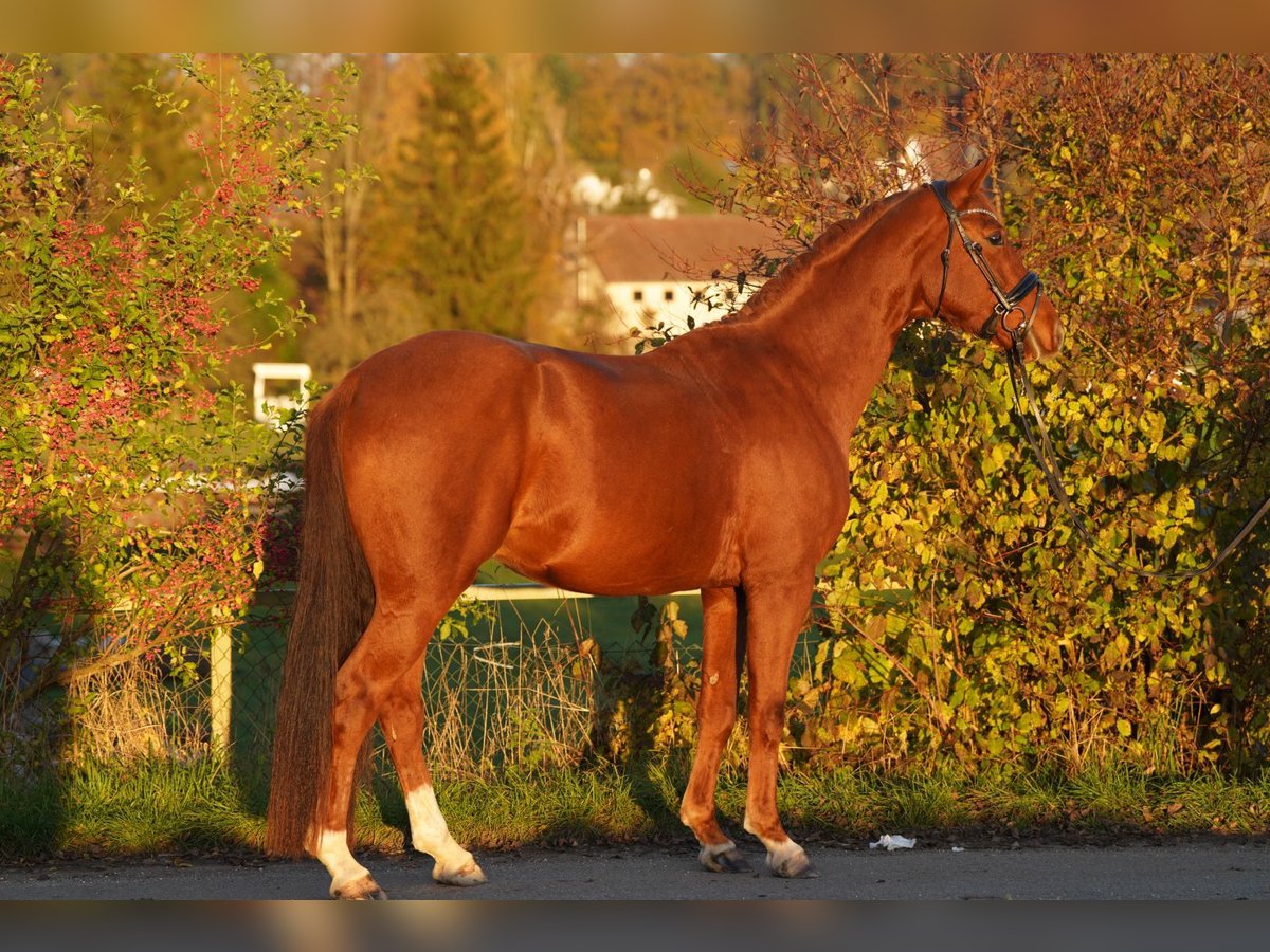 Koń oldenburski Wałach 4 lat 160 cm Kasztanowata in Krumbach