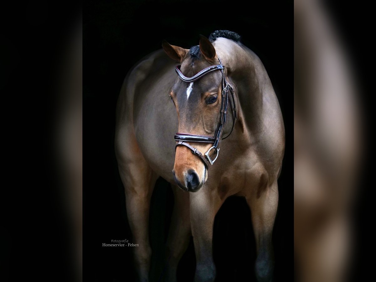 Koń oldenburski Wałach 4 lat 164 cm Gniada in Dohren