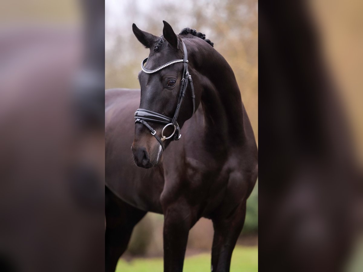 Koń oldenburski Wałach 4 lat 166 cm Ciemnogniada in Weert