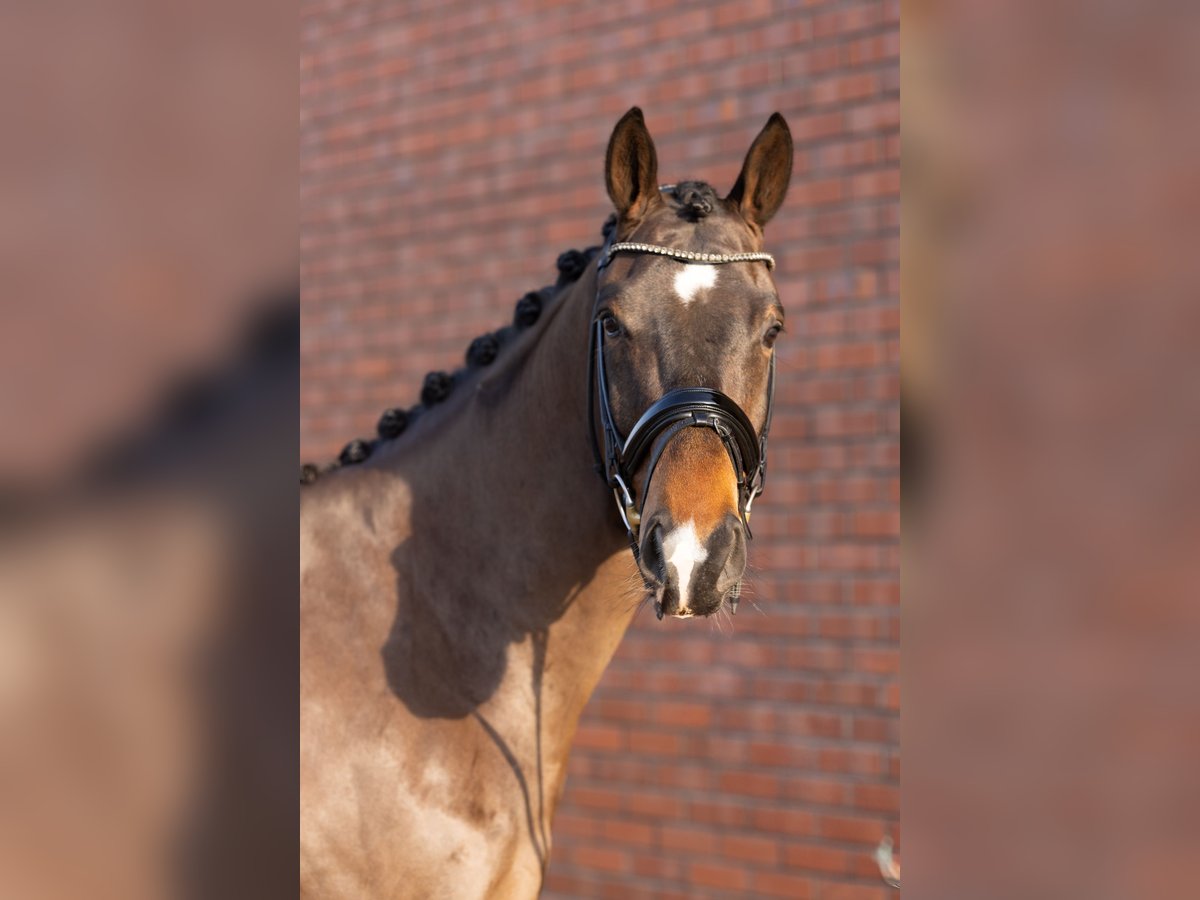 Koń oldenburski Wałach 4 lat 167 cm Ciemnogniada in Westerstede