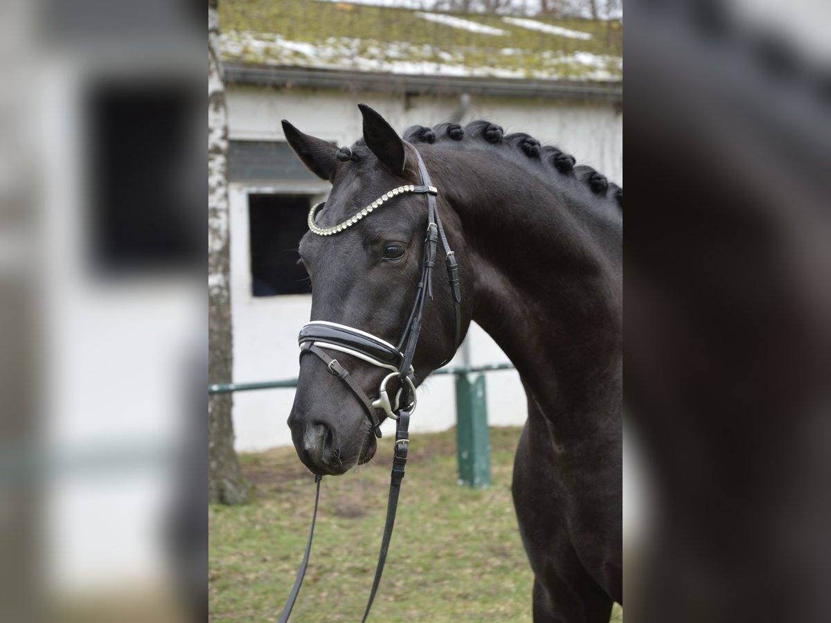 Koń oldenburski Wałach 4 lat 167 cm Kara in Burgdorf